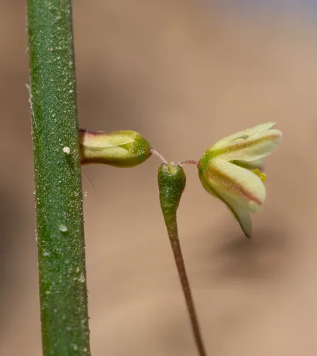 Sticky Buckwheat — photo by Matt Berger
