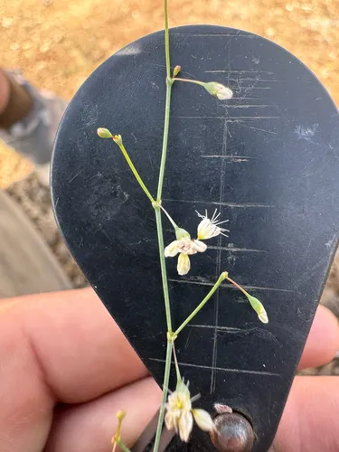 Watson's Buckwheat — photo by Wilson Colby
