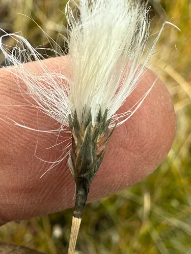 Northland Cottonsedge (var. brachyantherum) — photo by Ryan Durand