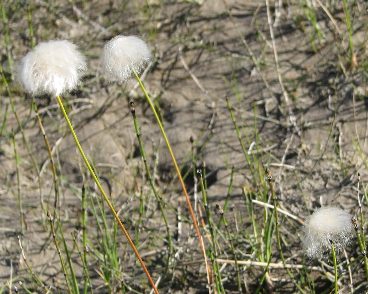 Arctic Cottongrass
