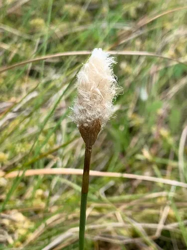 Chamisso's Cottongrass