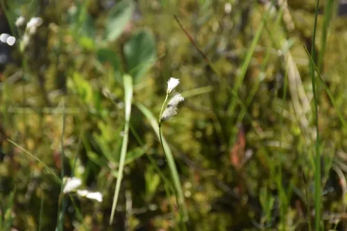 Slender Cottongrass (var. gracile) — photo by Игорь Васильев
