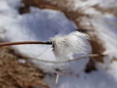 White Cottongrass — photo by Aurélien Grange