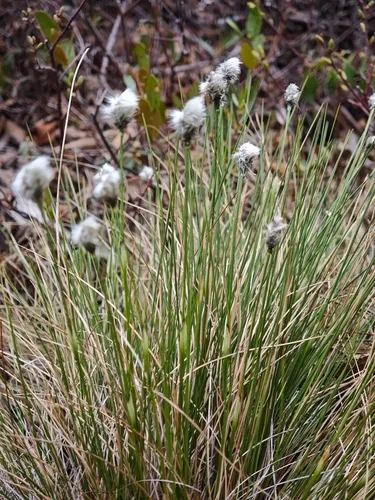 Tussock Cottongrass — photo by kursic