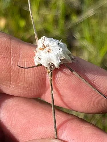 Tawny Cottongrass — photo by smartinbiologist