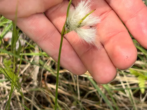 Thinleaf Cottonsedge — photo by John Boldt