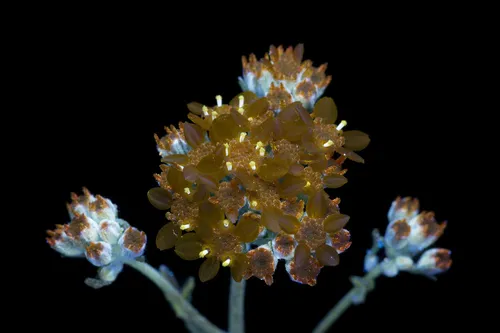 Golden-yarrow