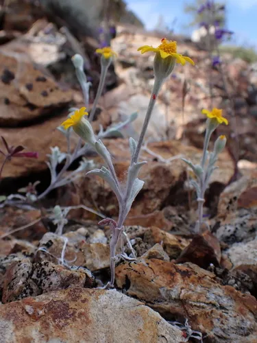 Congdon's Woolly Sunflower