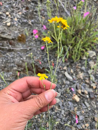 Jepson's Woolly Sunflower