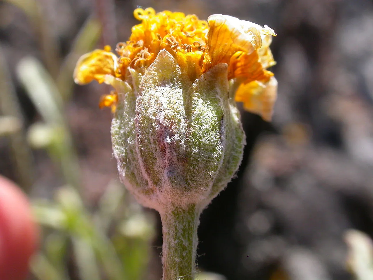 Common Woolly Sunflower (var. integrifolium) — photo by Matt Lavin from Bozeman, Montana, USA