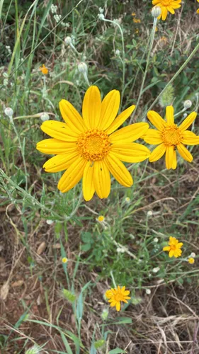 Common Woolly Sunflower — photo by pclark133