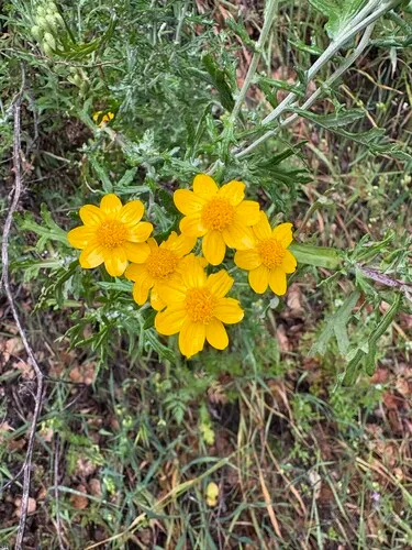 San Mateo Woolly Sunflower — photo by Mari Ferlin