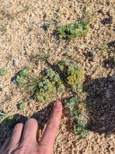 Mojave Woolly Sunflower