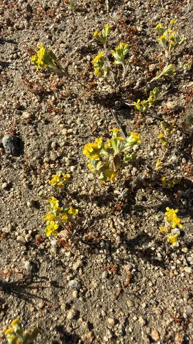 Manystem Woolly Sunflower