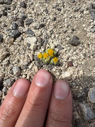 Pringle's Woolly Sunflower — photo by katiestilwell
