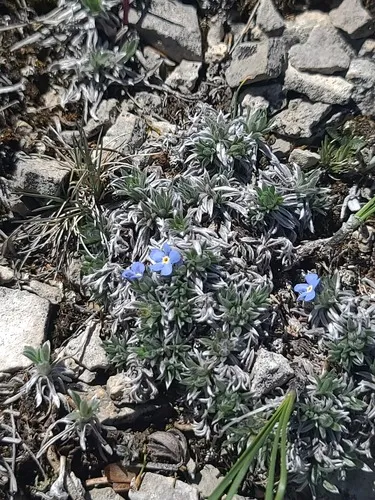 Howard's Alpine Forget-me-not — photo by John Gaskin
