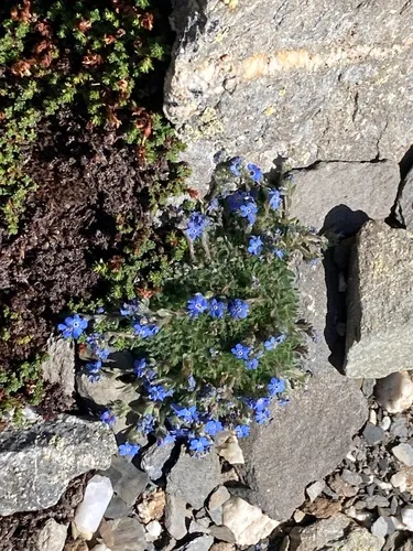 Arctic Alpine Forget-me-not