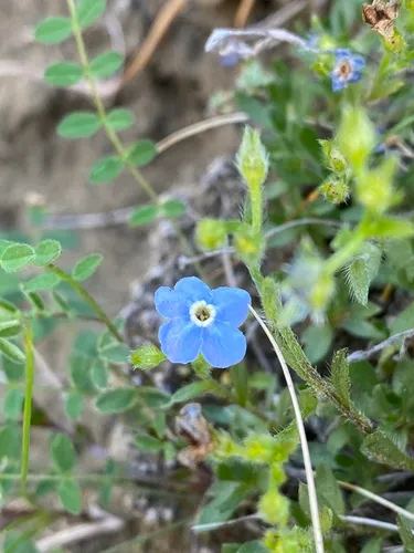 Showy Alpine Forget-me-not