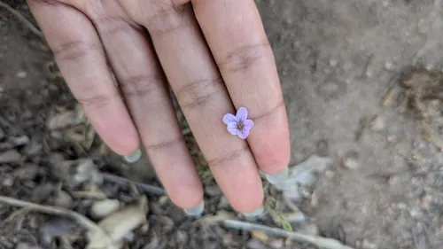 Longbeak Stork's Bill