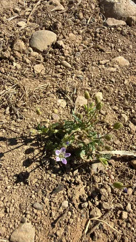 Shortfruit Stork's Bill — photo by whiteshirtbluesky