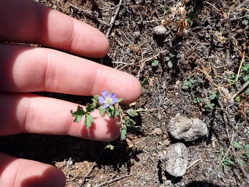 Australian Stork's Bill
