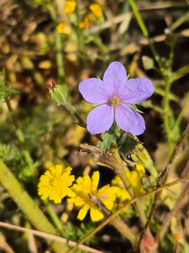 Iranian Stork's Bill