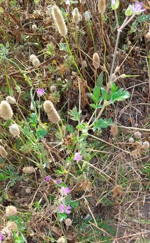 Cutleaf Stork's Bill