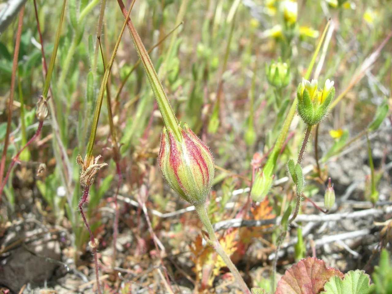 Roundleaf Stork's Bill