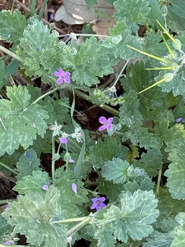 Mediterranean Stork's Bill — photo by michellemeneses