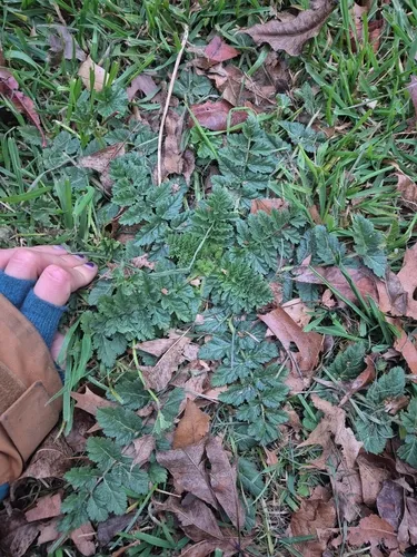 Musky Stork's Bill — photo by Alicia Russell-Jones
