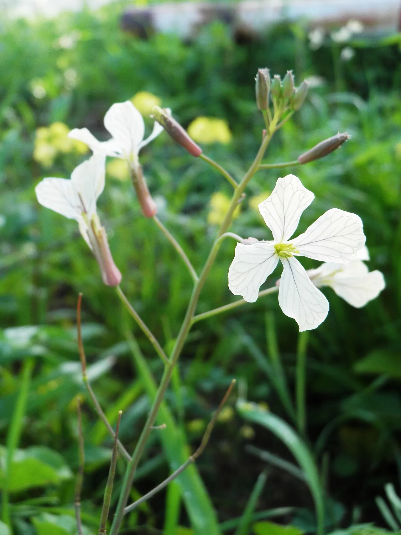 Rocketsalad (subsp. sativa) — photo by Ariel Palmon