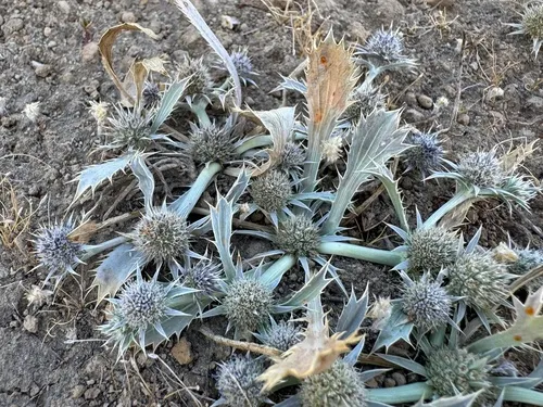 Modoc Eryngo — photo by corndog