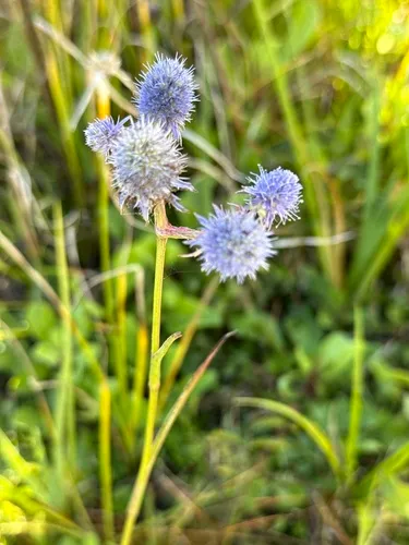 Rattlesnakemaster — photo by Ruth Brooks