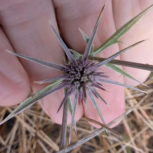 California Eryngo