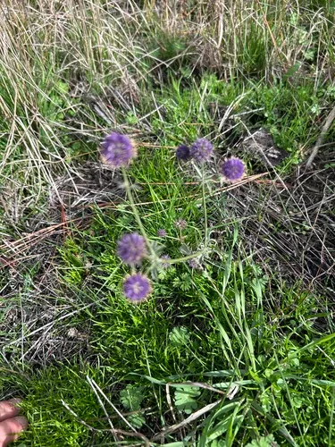 Beethistle