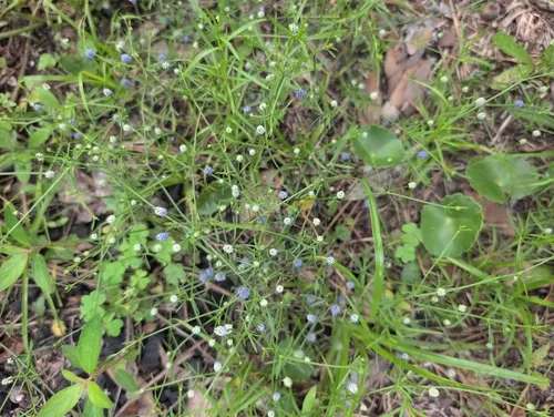 Baldwin's Eryngo