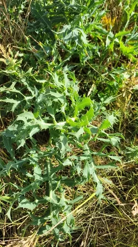 Field Eryngo — photo by Martin Macek