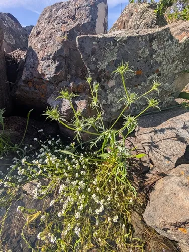 Great Valley Eryngo — photo by Steven Clinton