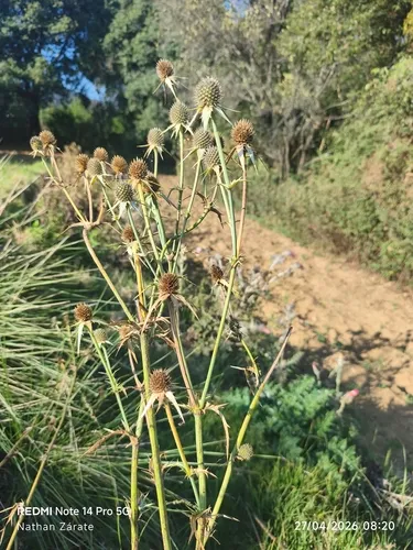 Wright's Eryngo — photo by Nathan Zárate