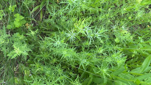 Hooker's Eryngo — photo by paloma_taji