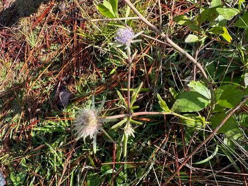 Blueflower Eryngo