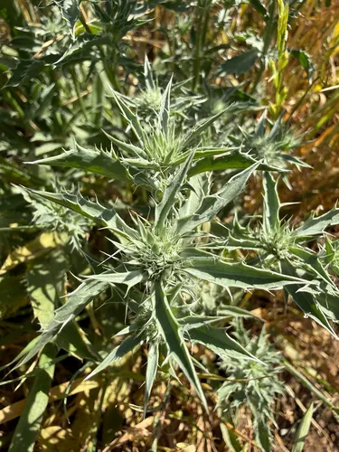 Jepson's Eryngo — photo by Rajan Rao