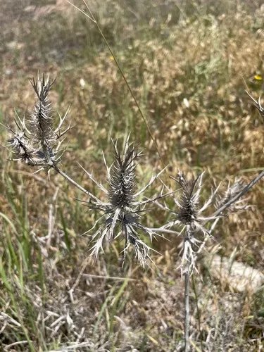 Leavenworth's Eryngo — photo by Shelia Hargis