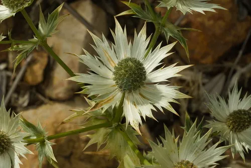 Chiricahua Mountain Eryngo — photo by ptosistheseus