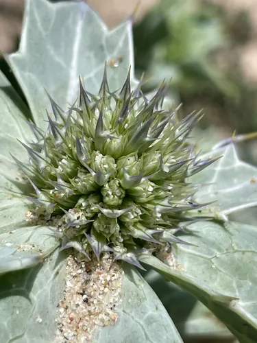 Seaside Eryngo — photo by Chase Mathey
