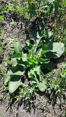 Plains Eryngo — photo by Максим Тимошенко