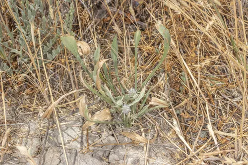 Delta Eryngo — photo by Nicholas Rocha