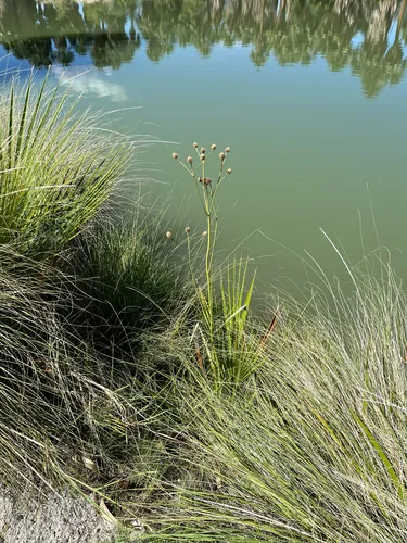 Arizona Eryngo