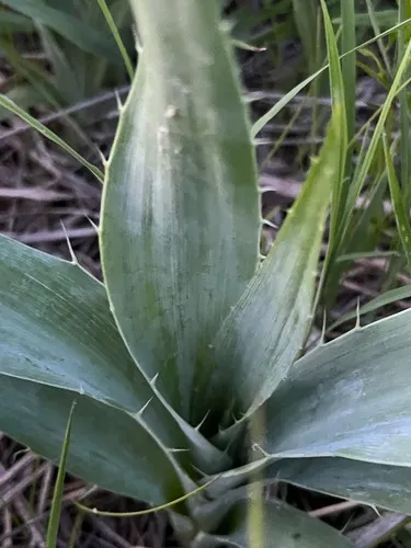 Button Eryngo