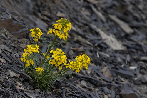 Cascade Wallflower